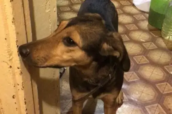 Собака найдена в парке Свиблово, адрес - Лазоревый проезд 22