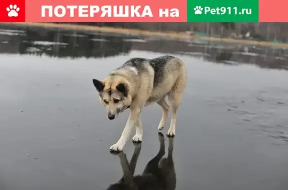 Пропала собака в районе Иваньковского водохранилища