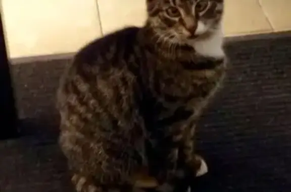 Кошки потеряшки, Санкт-Петербург, фото: Потеряшка кошка на пр. Добролюбова, вознаграждение