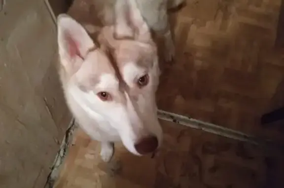 Найдена собака, Ростов-на-Дону, фото: Найдена хаски девочка в Александровском районе