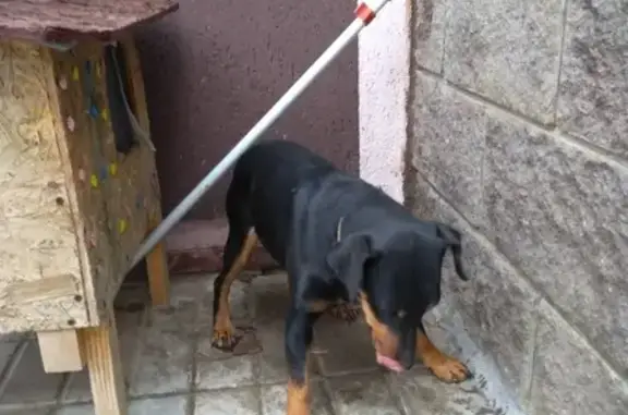 Найдена собака ягдтерьер девочка в Волгодонске