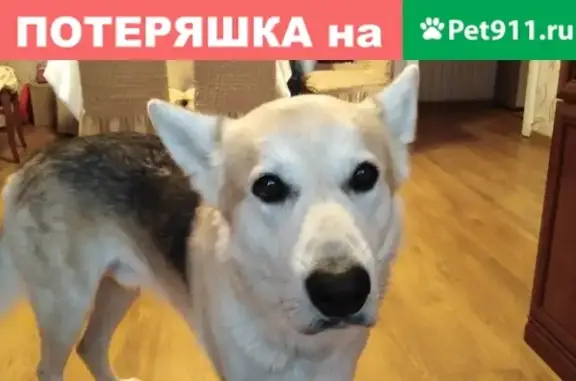 Собаки потеряшки, Нижний Новгород, фото: Потеряшка собака в районе Большое Козино, Малое Козино, Первое Мая.