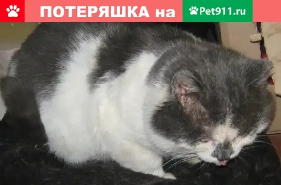 Найден домашний кот в удручающем состоянии, г. Верхняя Пышма, пр. Успенский 58