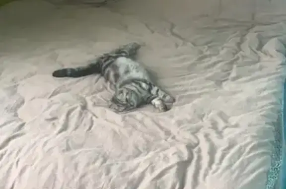 Пропала кошка Кузя на Мамайском Перевале, Сочи