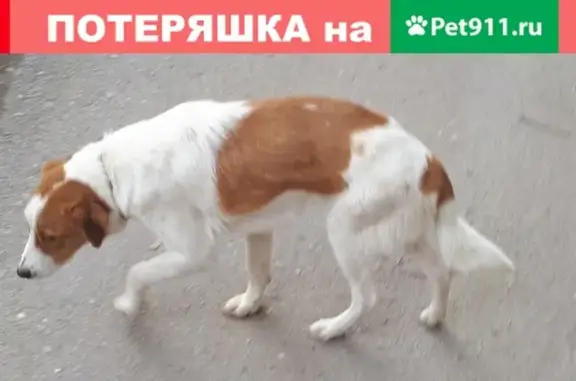 Собаки потеряшки, Таганрог, фото: Потеряшка собака в Таганроге на Автодоровском переулке