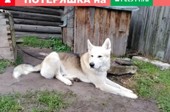 Собаки потеряшки, Нижний Новгород, фото: Потеряшка собака в районе Большое Козино, Малое Козино, Первое Мая!