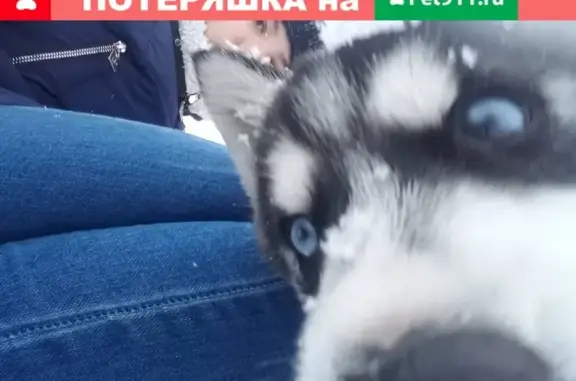 Пропала собака на Весенней улице в Прокопьевске