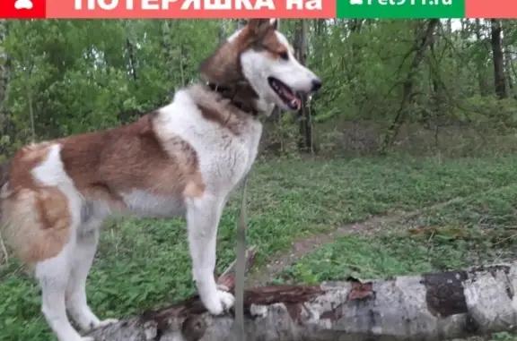 Пропала собака в Трубчевском районе, поселок Гуры