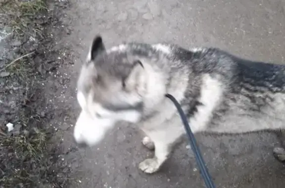 Собака Кабель найдена в Туле на улице Металлургов