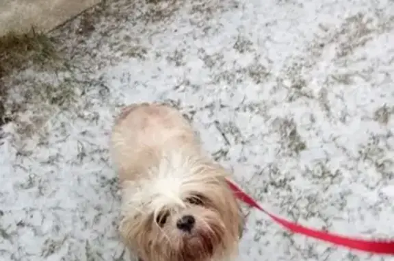 Собака Мальчик найдена в Павловском Посаде, садовое товарищество Фиалка