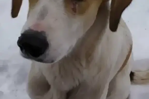 Найдена собака в Курске, ищем хозяев: русская гончая, бело-рыжего окраса.