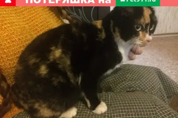 Найдена миниатюрная кошка в Покровском-Стрешнево