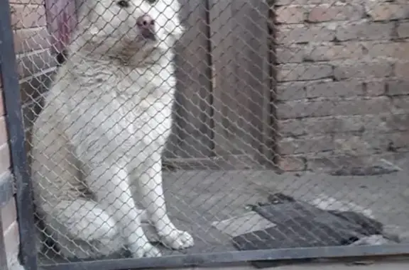 Собаки потеряшки, Минусинск, фото: Потеряшка собака на ул. Ванеева 16!