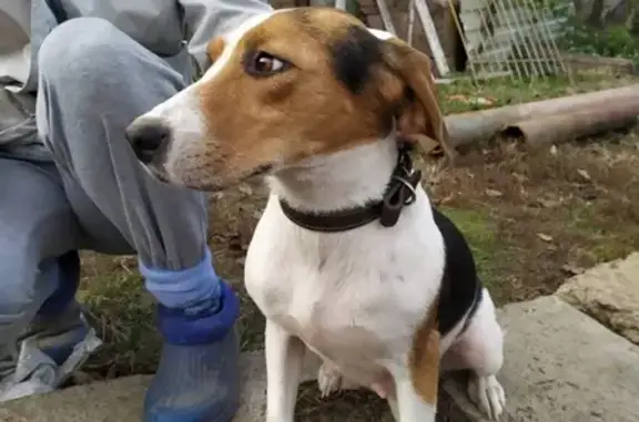 Пропала собака Найда в Колпнянском районе Орла