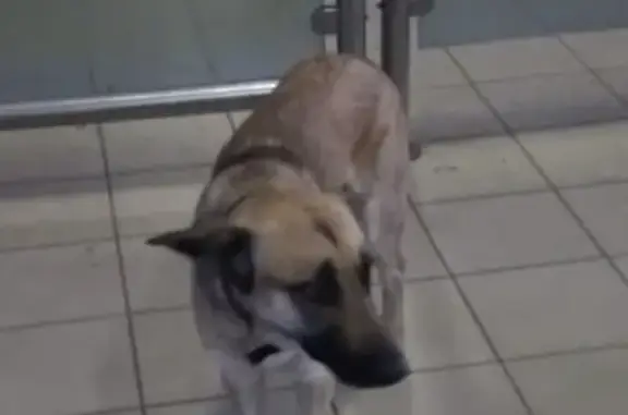 Найдена собака в ошейнике на станции Мытищи