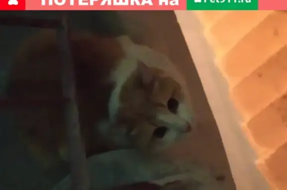 Потеряшка: рыже-белая кошка в Астрахани
