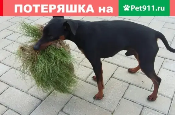 Пропала собака в деревне Шахново, Ленобласть.