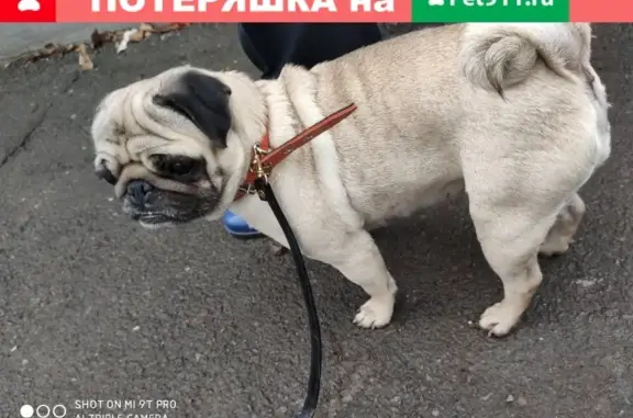 Найдена собака на ул. Каскадная в Ростове