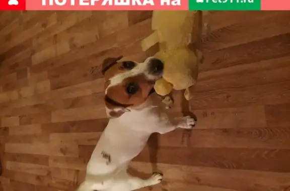 Пропала собака Лимон на улице Художника Русакова 7, Челябинск.