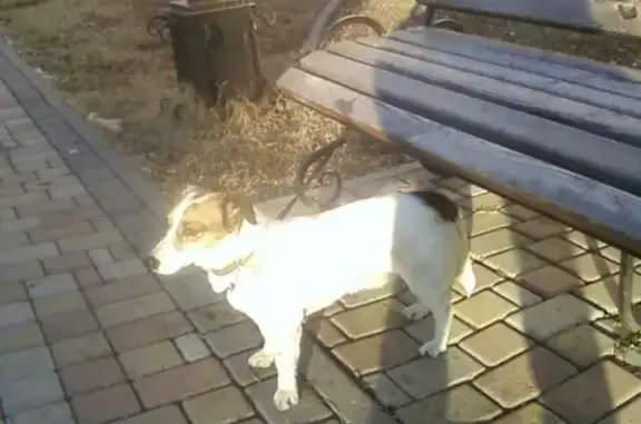 Найдена собака в Ессентуках