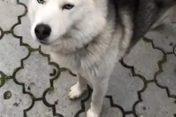 Найдена собака в Симферополе
