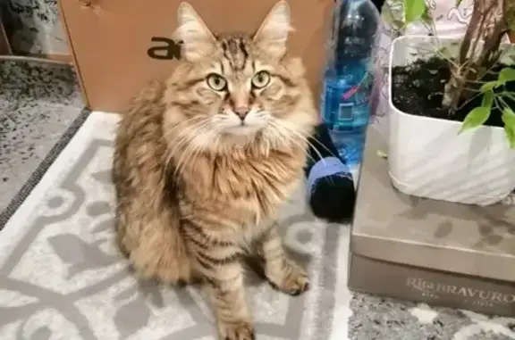 Кошки потеряшки, Новокузнецк, фото: Потеряшка кошка в районе ближнее Куйбышева