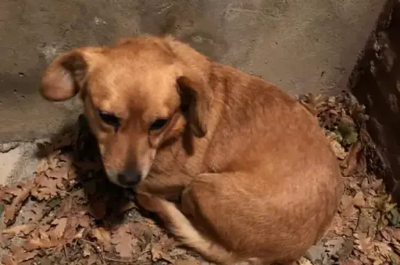 Собака найдена в Геленджике, Краснодарский край