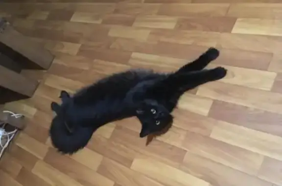 Пропала кошка Китя на улице Российская 136 в Краснодаре