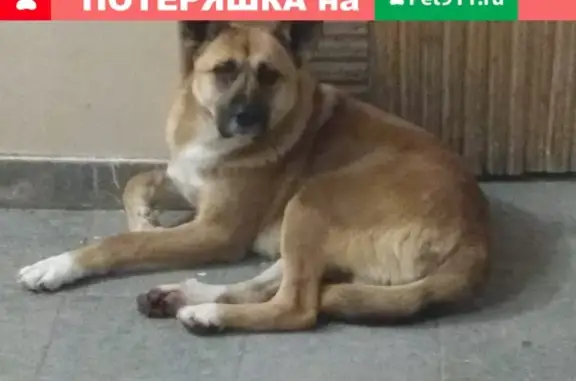 Найдена домашняя собака в Сипайлово, Уфа