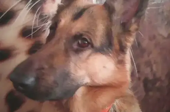 Собаки потеряшки, Нижний Новгород, фото: Потеряшка собака в Нижнем Новгороде