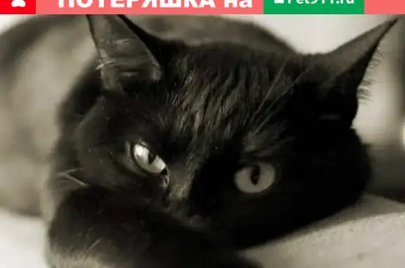 Пропала красивая черная кошка в Армавире, Краснодарский край.