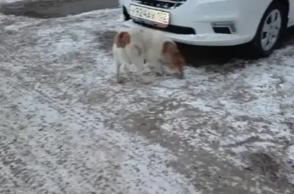 Найдена собака в Уфе с карабином на шее
