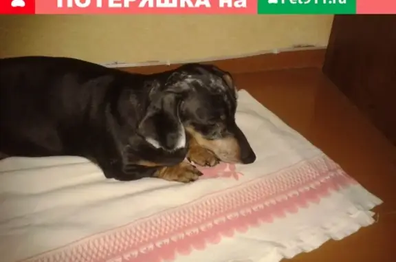 Найдена собака в Воркуте, улица Энгельса, беременная такса с седыми волосками.