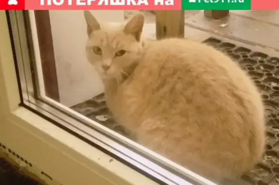 Найдена кошка в Медовке, ищем хозяина!