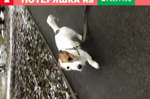 Найдена собака на ул. Херсонская, Зюзино