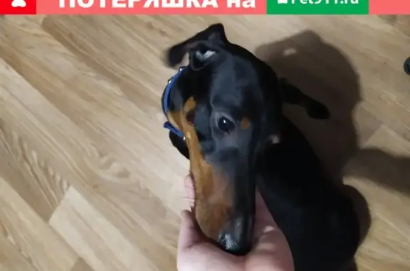 Собака с синим ошейником в Новодвинске
