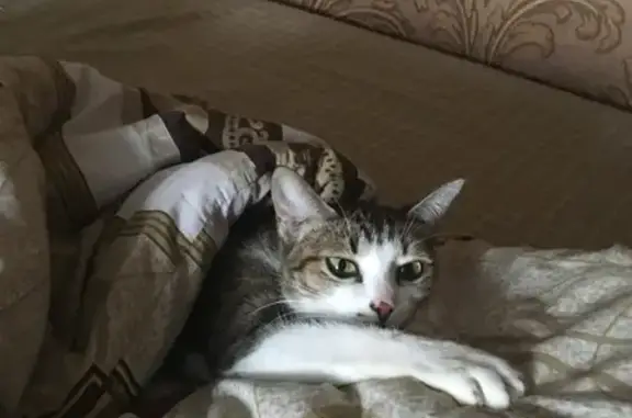 Потерянные животные Смоленск, фото: Пропала кошка на ул. Рыленкова, 50