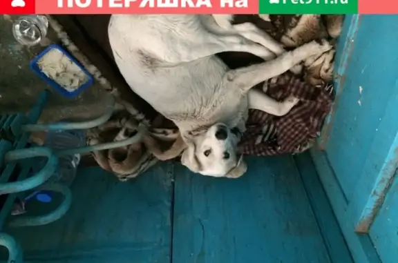 Собака с ошейником и повреждениями найдена у дома на Кронштадтской, 6