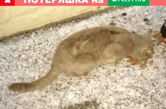 Кот найден на ул. Сафронова в Н.Новгороде.