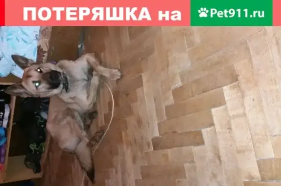 Найдена собака в районе Травинского озера, г. Пушкино
