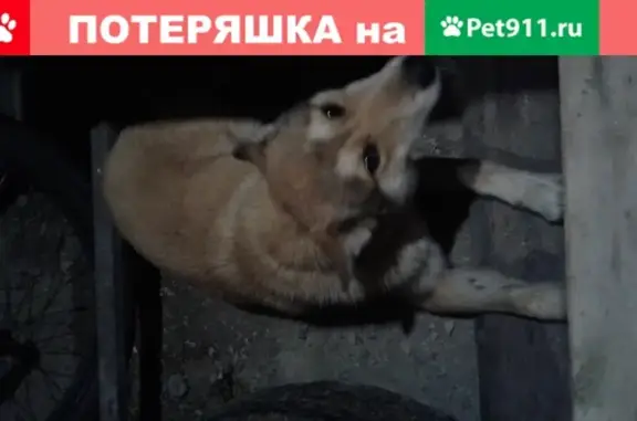 Найден рыжий кобель в Крымске