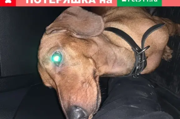 Найдена собака в районе Ладожской, такса кобель