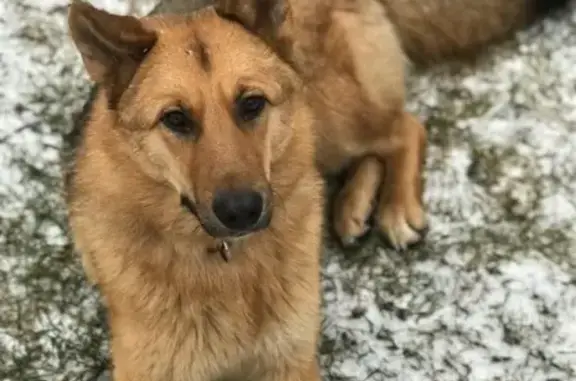 Найдена собака в Раменском районе, ищет хозяев!