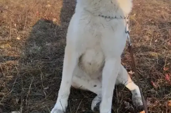 Найдена собака породы Американская акита на остановке в Симферополе