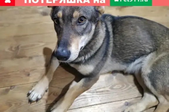 Найдена домашняя собака в Обнинске