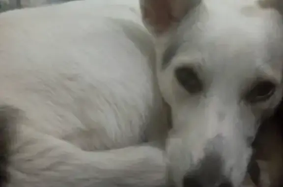 Собаки потеряшки, Нижний Новгород, фото: Потеряшка собака Белка на ул. Лескова