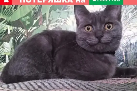 Объявления о пропавших и найденных животных, Валуйки, фото: Пропал котенок Мурзик в Валуйках