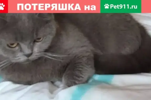 Потерянные животные Смоленск, фото: Пропала кошка 