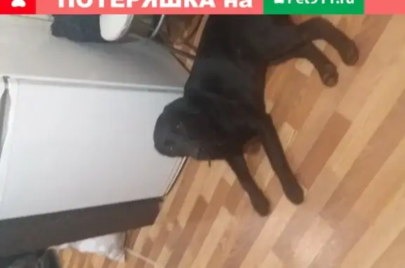 Собака Лабрадор с кклеймом Россия в Липецке