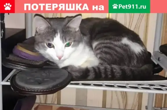 Найден ласковый кот в Респ. Саха (Якутия)